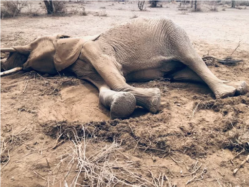 Four arrested over deaths of 18 Amboseli elephants