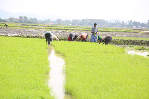 CGIAR signs MoU to leverage nuclear techniques in farming
