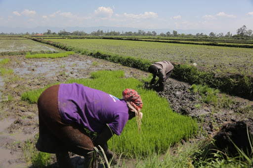 COMESA pushes for harmonised seed systems to boost regional food security