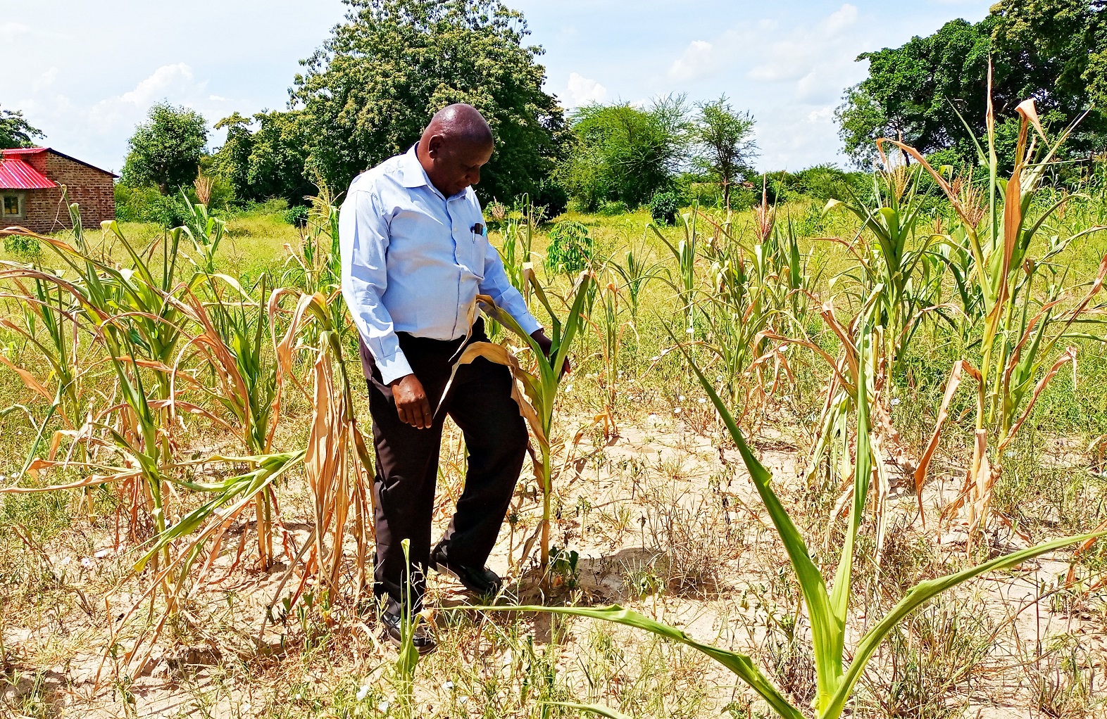 Relief for farmers as rains return this week