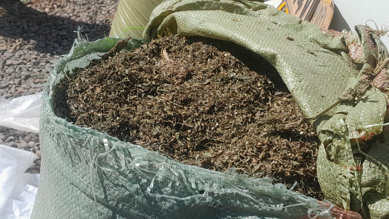 Man arrested with Sh6.9m bhang in Machakos