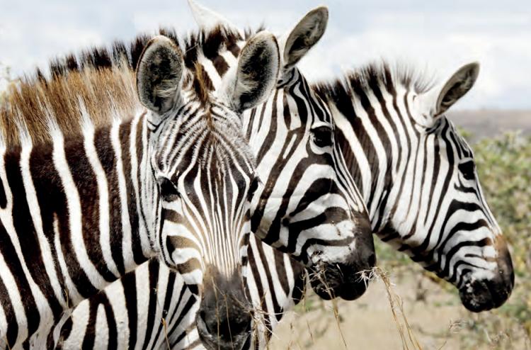 Why Kenya wants wildlife included in talks on climate