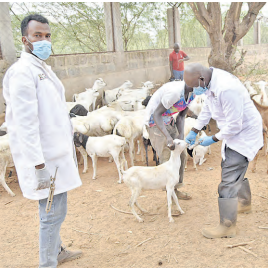 Residents urged to improve practices  as Garissa marks One Health Day