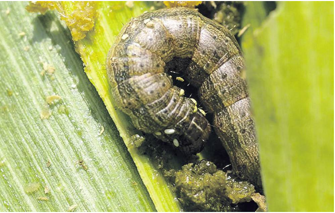 UN calls for urgent funding to deal with fall army worm