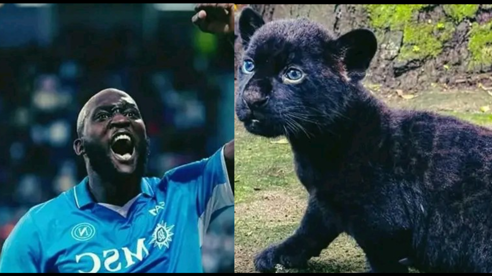 Hifadhi ya wanyama ya Napoli yampa mnyama aina ya Jaguar jina la Romelu Lukaku