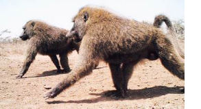 When animals sleep together, attraction grows – Laikipia study