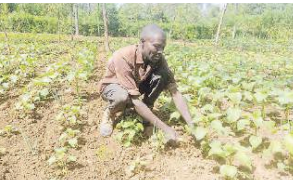 Healthy soils transforming farming in Western region