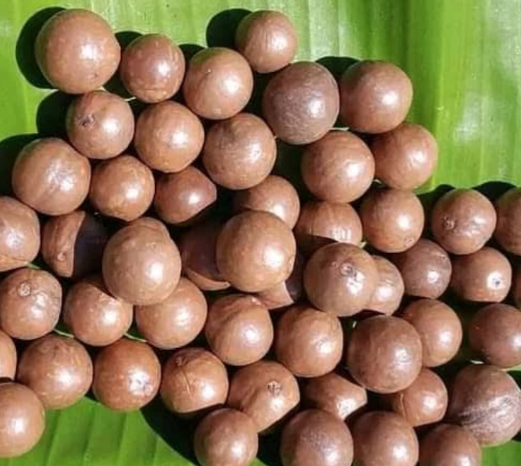 Why processors want ban on raw nut exports to stay