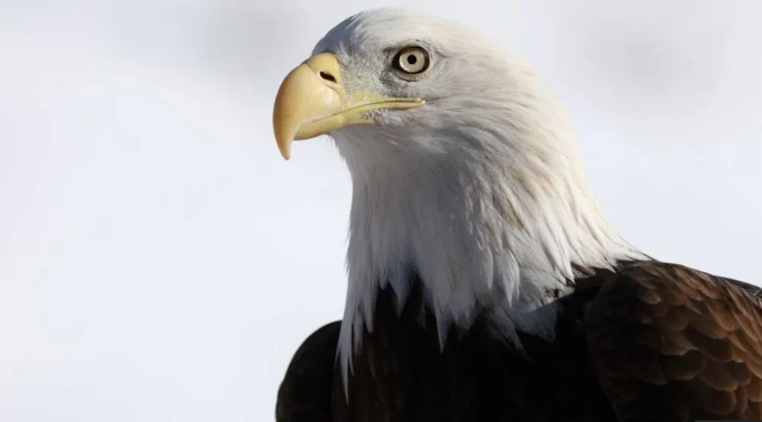 Bald eagle officially declared US national bird after 250 years