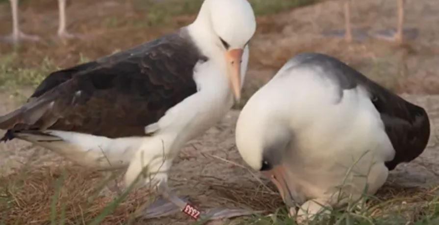 World's oldest known wild bird lays egg at 74