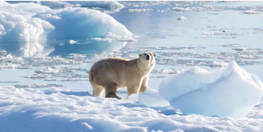 Man jumps on polar bear to defend wife from attack
