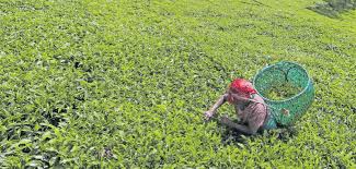 Fairtrade Africa calls for gender equality in agriculture
