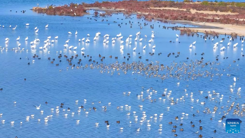 Nearly 300 endangered storks spotted in north China's wetland