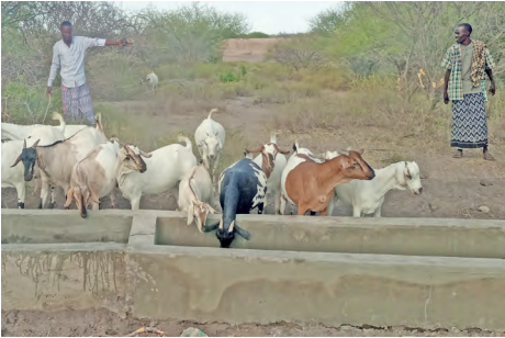 Garissa forms peace teams to avert fight over pasture, water