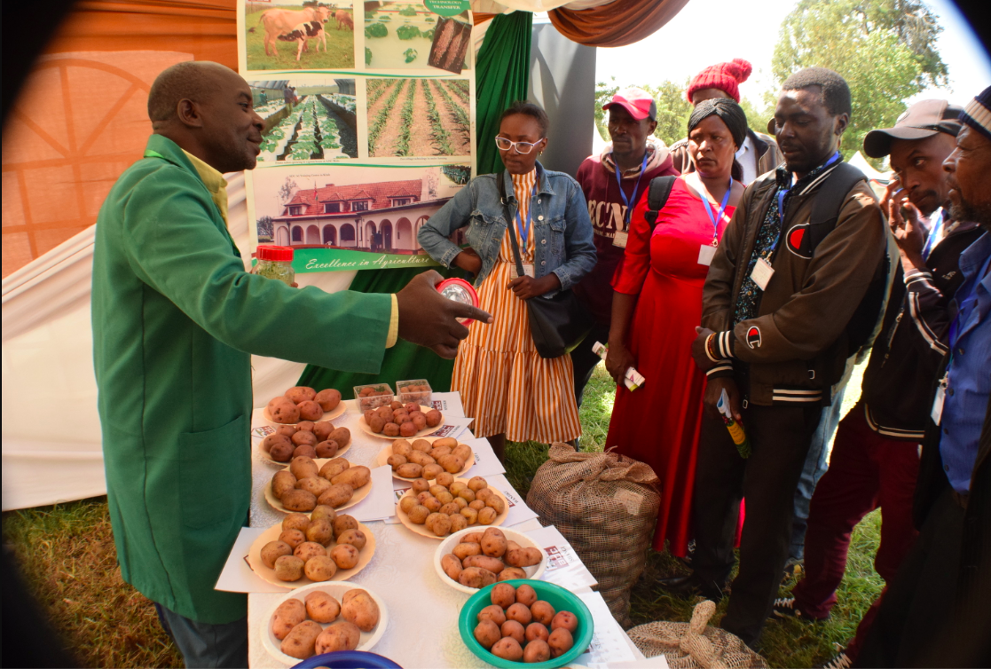 Cracking the potato code: Seed shortage stifles farmers