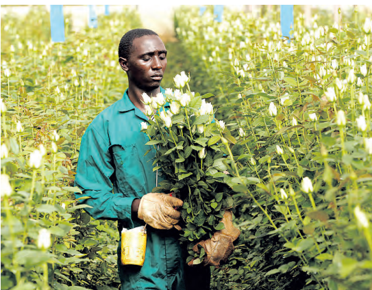 Horticultural exporters decry rising costs, warn of decline in market share