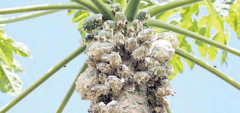 Study affirms use of ‘natural enemy’ to fight papaya pest