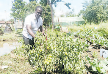 Thousands of Kisumu youth turn to farming for self-employment