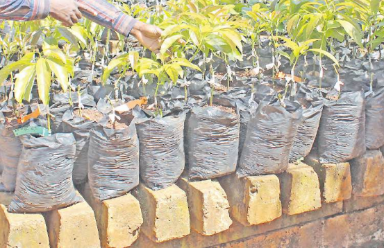 Exit wheat, enter avocado as Narok farmers chase fortune