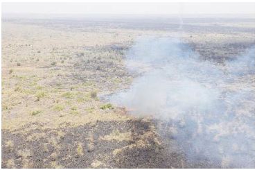 Forest fires: KFS bans burning of vegetation without police nod