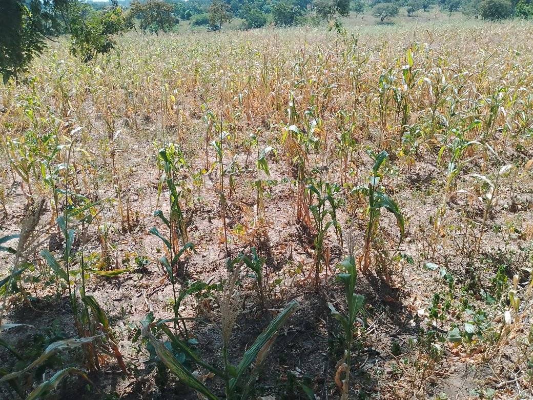 Farmers predict low harvest due to poor rainfall