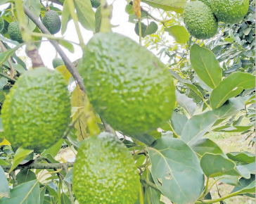 Kenya seeks to boost horticultural exports to Italy by 3% in five years