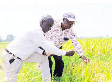 Komboka rice transforms fortunes of Mwea farmers