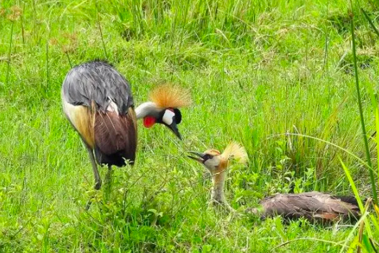 Why Uganda's iconic crested crane faces extinction