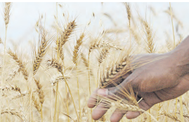 Millers refute claims of avoiding local wheat, call for sector reforms