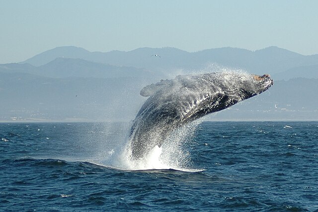 Man Swallowed and Vomited Out by Whale Explains the Ordeal