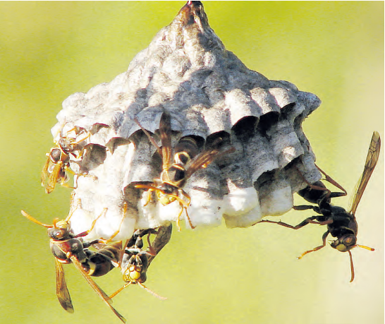 Kenya approves release of wasps to kill pawpaw pest