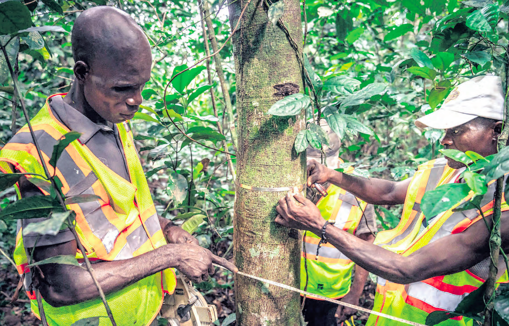 How carbon credits can help revive ecosystems