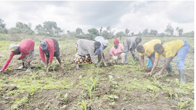 Farmers adding compost in the mix for healthier harvest