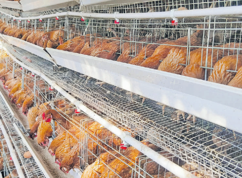 Inside the tough world of chicken farming