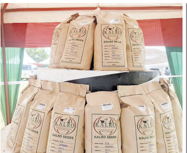 Researchers launch new soybean varieties