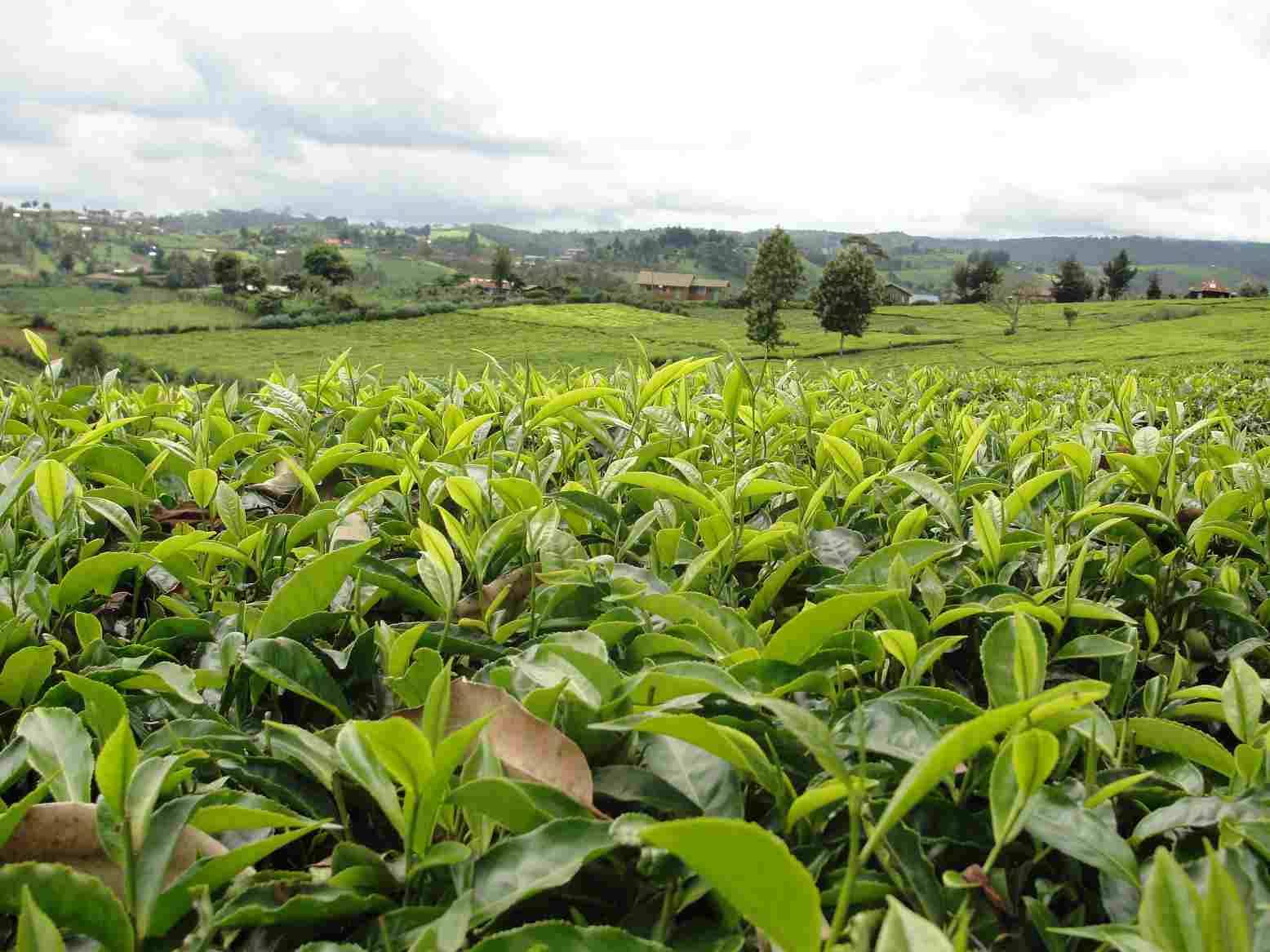 State bans hawking of green tea
