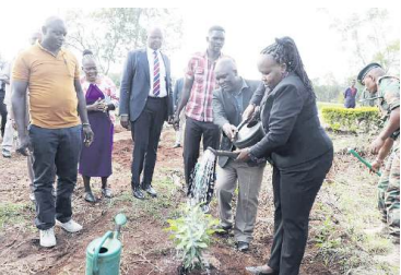 Why exotic trees have landed in KFS black book
