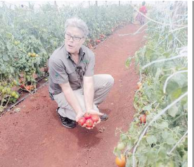 New tomato variety a real cash crop, could make growers rich