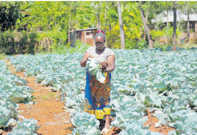 Irrigation lifts farmers out of poverty, helps boost crop diversity