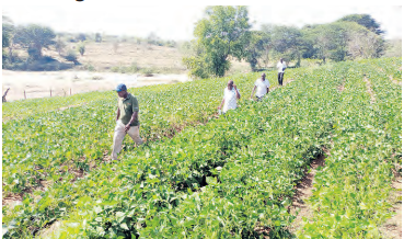 Lawyer transforms his dry Kitui village to a land of plenty