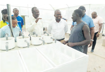 More fish from Lake region as hatchery set up in Kibos