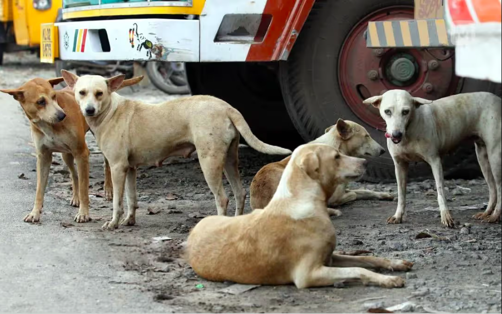 Dog numbers double, frustrating Kenya’s rabies plan