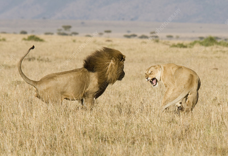 14-year-old girl killed by Lion in Nairobi, Kenya