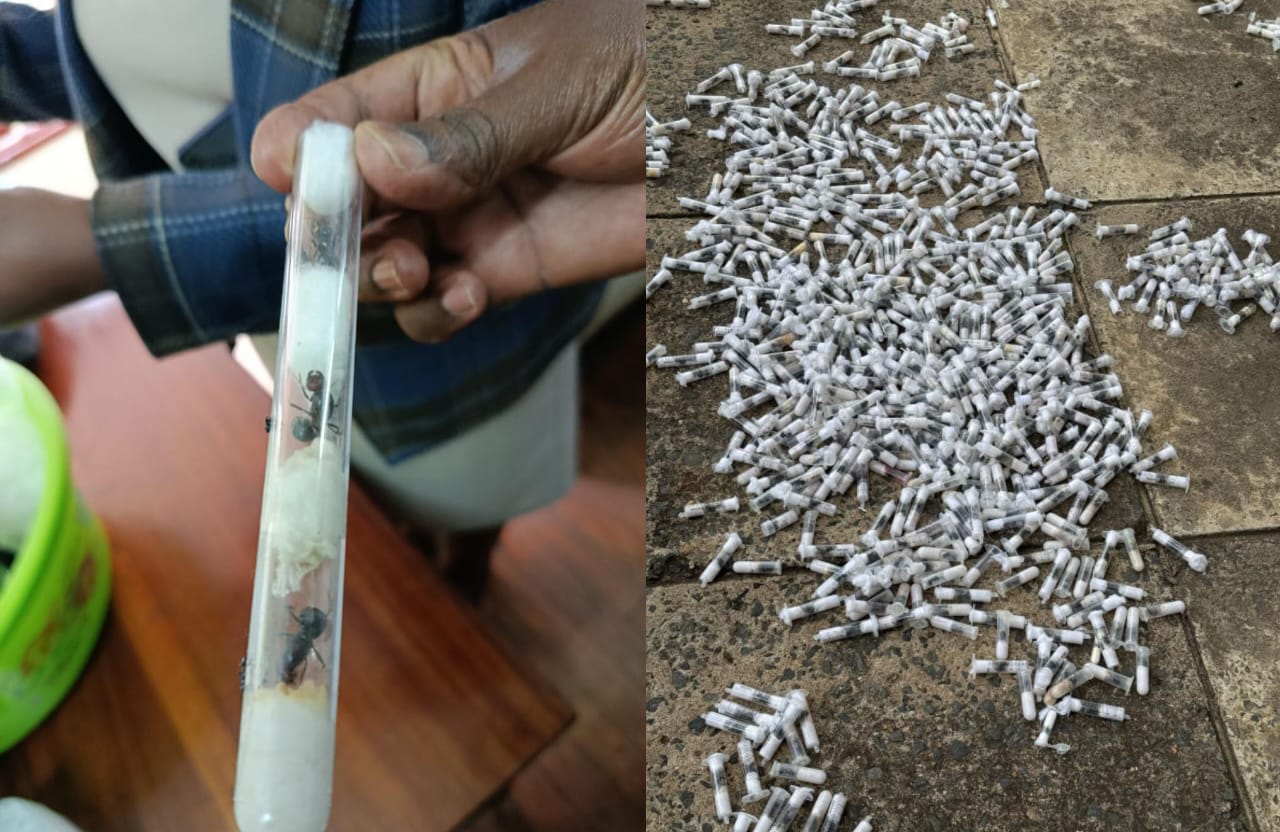 Wanne washtakiwa kwa jaribio la kusafirisha mchwa adimu wa thamani ya zaidi ya milioni kutoka Kenya