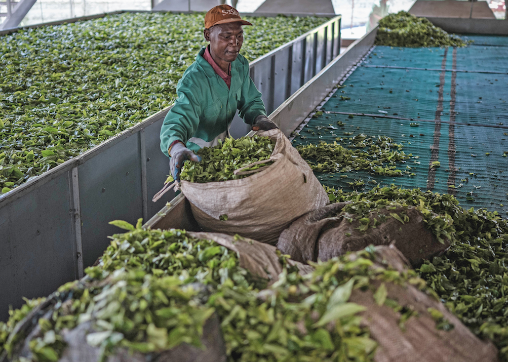 Project cuts carbon in tea to boost farmer incomes