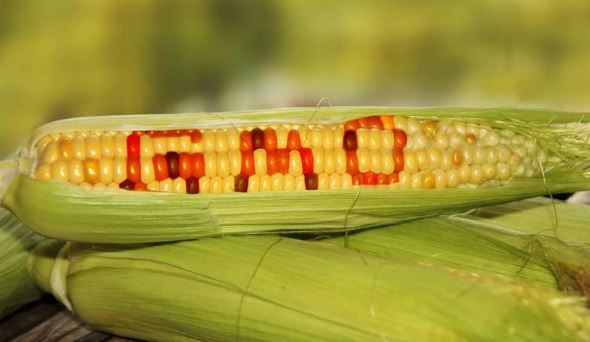 NBA reaffirms safety of GMOs amid ongoing legal dispute