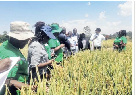 Released climate-smart rice varieties to boost productivity