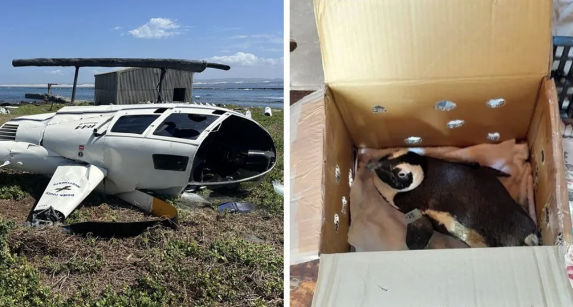 Penguin caused helicopter crash in South Africa