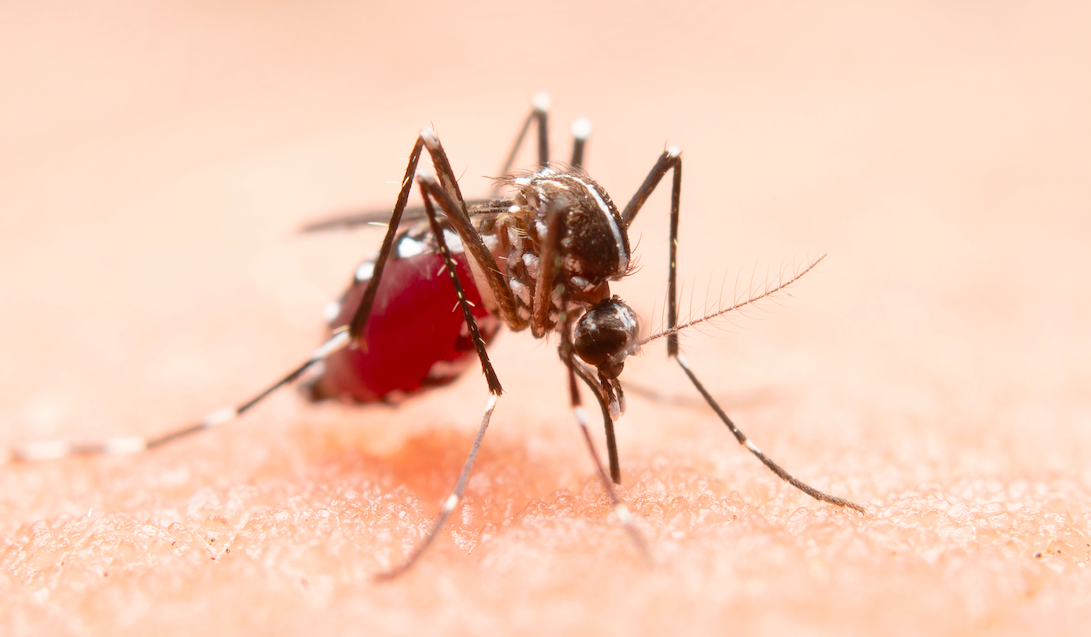 How Anopheles Stephensi mosquito is reshaping Turkana’s malaria battle