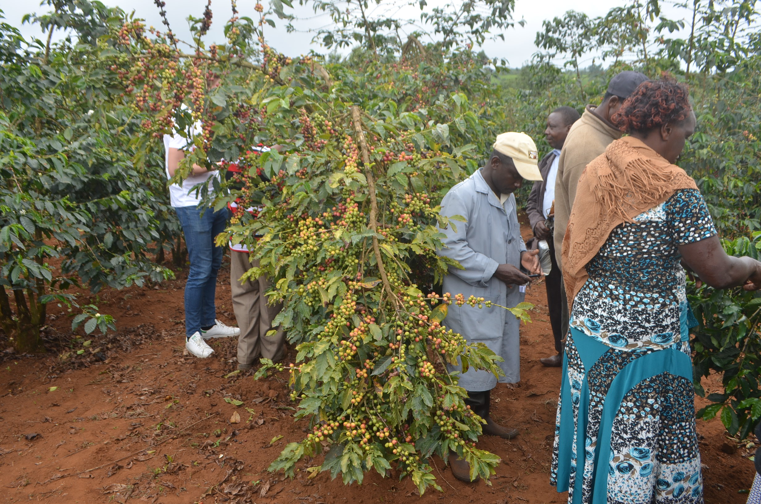 Kirinyaga farmers receive high coffee cherry payout